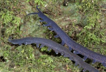 Media type: image; Invertebrate Zoology 29204